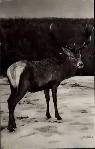 Ak Cerb carpatin din rezervatia naturala Hateg, Hirsch