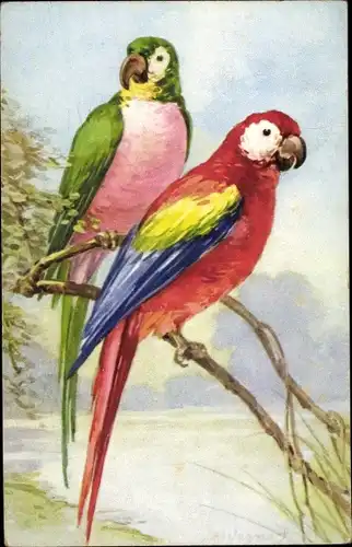 Künstler Ak Zwei Papageien auf einem Ast sitzend