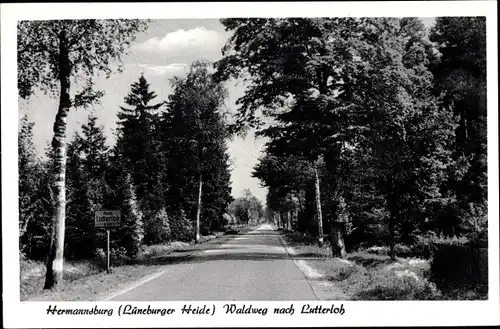 Ak Hermannsburg Südheide Niedersachsen, Waldweg nach Lutterloh