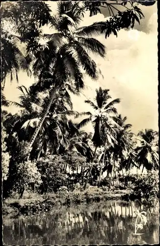 Ak Martinique, Coconut trees near the monsieur river