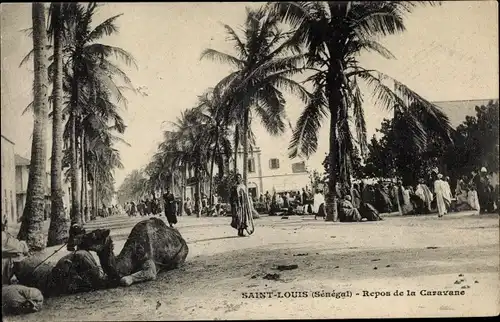 Ak Saint Louis Senegal, Repos de la Caravane, Kamele