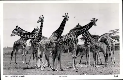 Ak East African Game, Giraffen