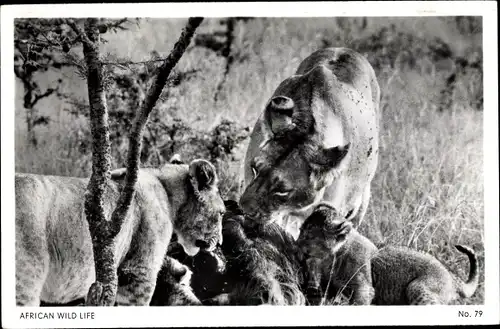 Ak African Wild Life, Löwen, Löwin, Jungtiere