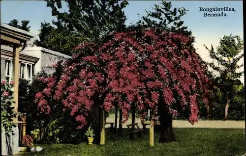 Ak Bermuda, Bougainvillea, Drillingsblume