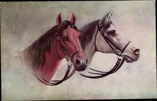 Künstler Ak Zwei Pferde, Kopfstudien