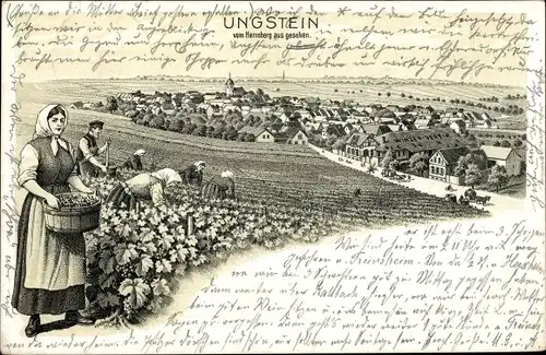 Litho Ungstein Bad Dürkheim am Pfälzerwald, Ortsansicht, Herrnberg, Weinernte