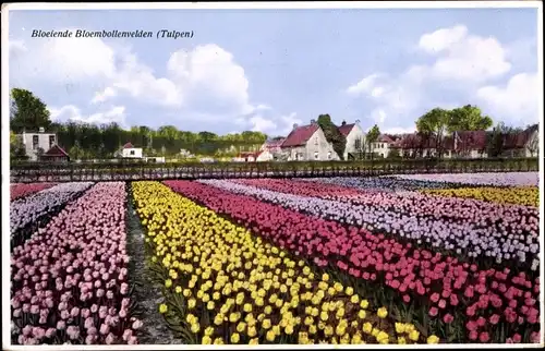 Künstler Ak Blumenfelder, blühende Tulpen