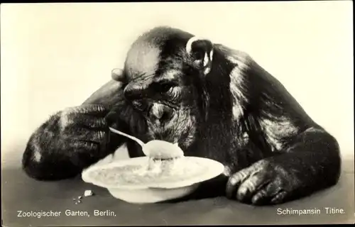 Ak Zoologischer Garten Berlin, Schimpansin Titine isst mit Löffel