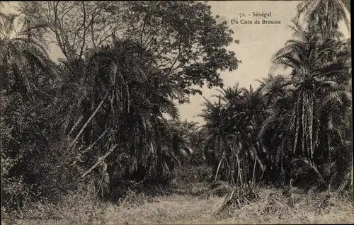 Ak Senegal, Un Coin de Brousse