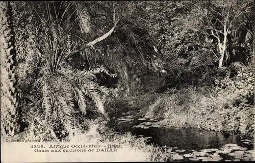 Ak Dakar Senegal, Oasis