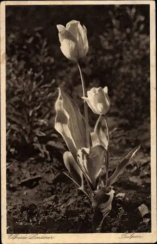 Ak Tulpen, Fotograf Elfriede Lindner