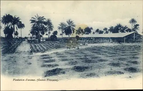 Ak Guinea, Plantation d'ananas, Ananansplantage