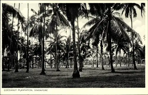 Ak Singapur, Cocoanut Plantation