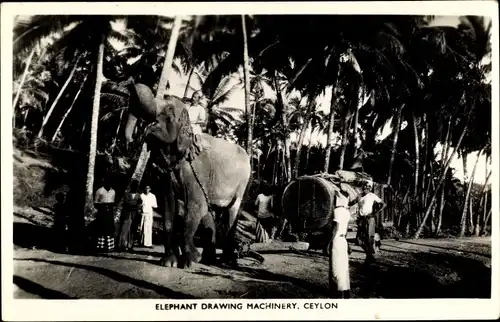 Ak Ceylon Sri Lanka, Elephant drawing machinery, Elefant