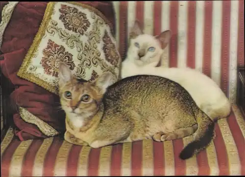 3 D Ak Cats, zwei Katzen liegen auf einem gestreiften Sofa,Kissen