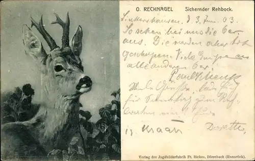 Künstler Ak Recknagel, O., Sichernder Rehbock, Geweih