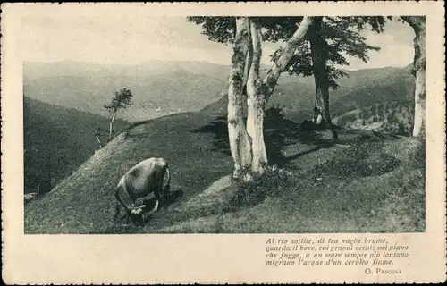 Ak Grasendes Rind auf einem Gipfel, Hirte unter Baum, Panorama