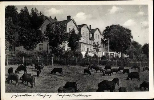 Ak Hahnenklee Bockswiese Goslar, Kurhaus Bockswiese, Kuhherde