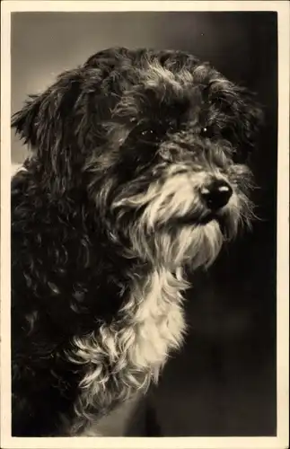 Foto Ak Hundeportrait, Kopf von einem Hund mit halblangem Fell