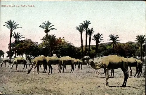 Ak Chameaux au Paturage, Kamele und Palmen