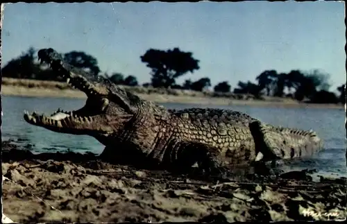 Ak Ein Krokodil mit weit aufgerissenem Maul am Flussufer