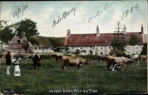 Ak Jersey Kanalinseln, Jersey Cows, Milking Time