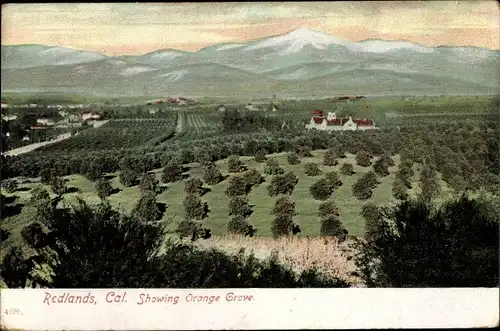 Ak Redlands Kalifornien USA, Showing Orange Grove