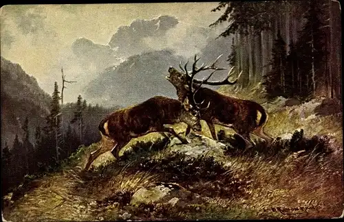 Künstler Ak Müller, M., Zwei Hirsche auf einer Waldlichtung beim Kampf, Brunft