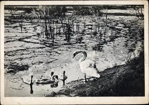 Ak Schwäne an einem Teich