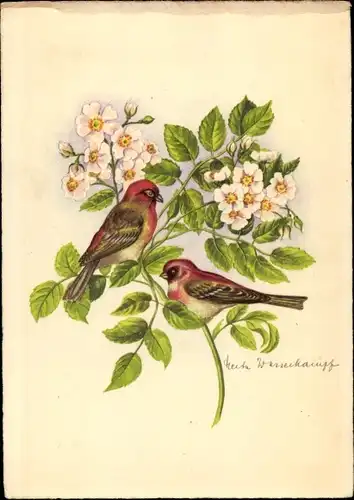 Künstler Ak Wasserhaupt, Herta, Zwei Vögel auf einem blühenden Zweig