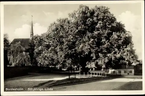 Ak Bordesholm in Schleswig Holstein, 600jährige Linde