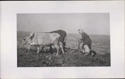 Foto Ak Bäuerin mit Rinderpflug auf dem Feld