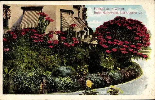 Ak Los Angeles Kalifornien USA, Poinsettias in Winter, Hotel Hollywood