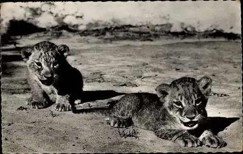 Ak Faune Africaine, Lionceaux, zwei Löwenbabys