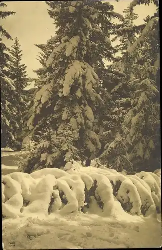 Ak Montana Kt. Wallis, Tannen im Schnee