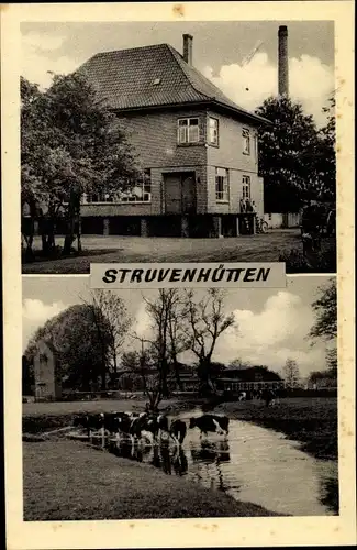 Ak Struvenhütten Segeberg in Schleswig Holstein, Rinder, Haus, Schornstein