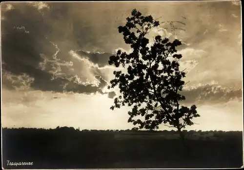 Ak Trasparenze, Landschaft, Sonnenuntergang, einzelner Baum