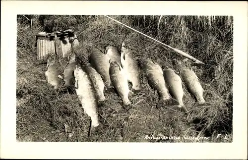 Foto Ak Willow Creek Alaska USA, An Alaskan catch