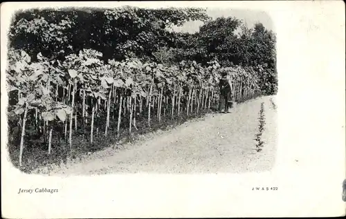 Ak Jersey Kanalinseln, Cabbages, Kohlfeld