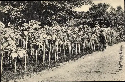 Ak Jersey Kanalinseln, Jersey Cabbages, farmer, street view