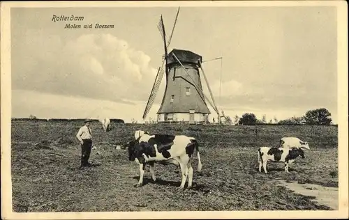 Ak Rotterdam Südholland Niederlande, Molen a/d Boezem, Windmühle, Kühe