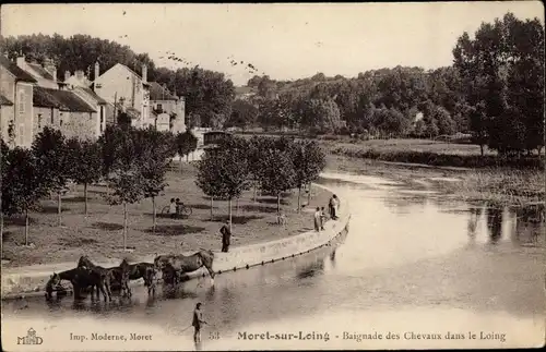 Ak Moret sur Loing Seine et Marne, Baignade des Chevaux dans le Loing