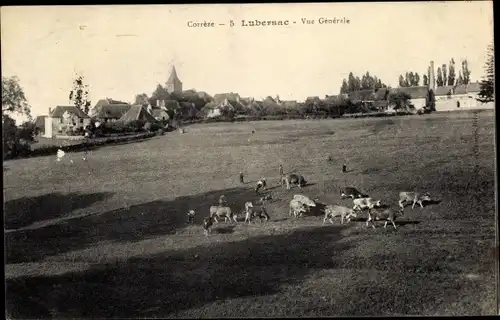 Ak Lubersac Corrèze, Vue générale, vaches