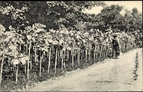 Ak Jersey Kanalinseln, Cabbages