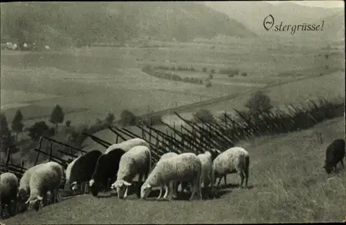 Ak Glückwunsch Ostern, Schafherde auf der Weide