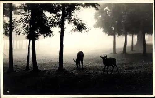 Foto Ak USA, Zwei Hirsche im Wald