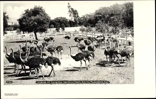 Ak Pasadena Kalifornien USA, Scene at Cawston Ostrich Farm