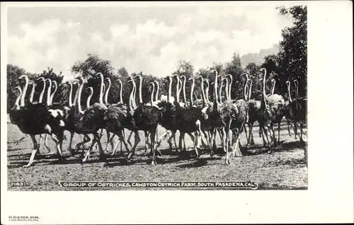 Ak Pasadena Kalifornien USA, Group of Ostriches at Cawston Ostrich Farm