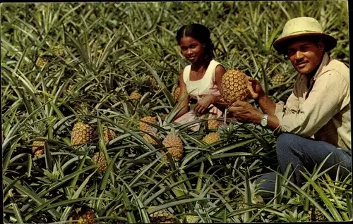 Ak Morne Rouge Martinique, Recolte d'ananas, Ananasernte