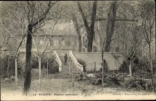 Ak Le Pouzin Ardèche, Platanes centenaires